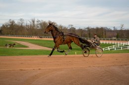 Cheval,-Chevaux,-Domaine-de-Grosbois,-Drivers,Grosbois,-Kaleidos,-Kaleidos-images,-La-parole-à-limage,-Marolles-en-Brie,-Sulky,-Tarek-Charara,-Trot,-Trotteurs